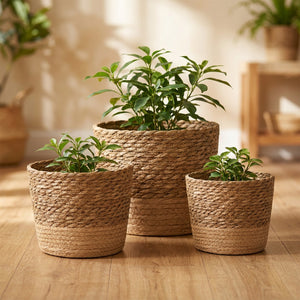 Lot de 3 cache-pots en osier naturel avec plantes vertes