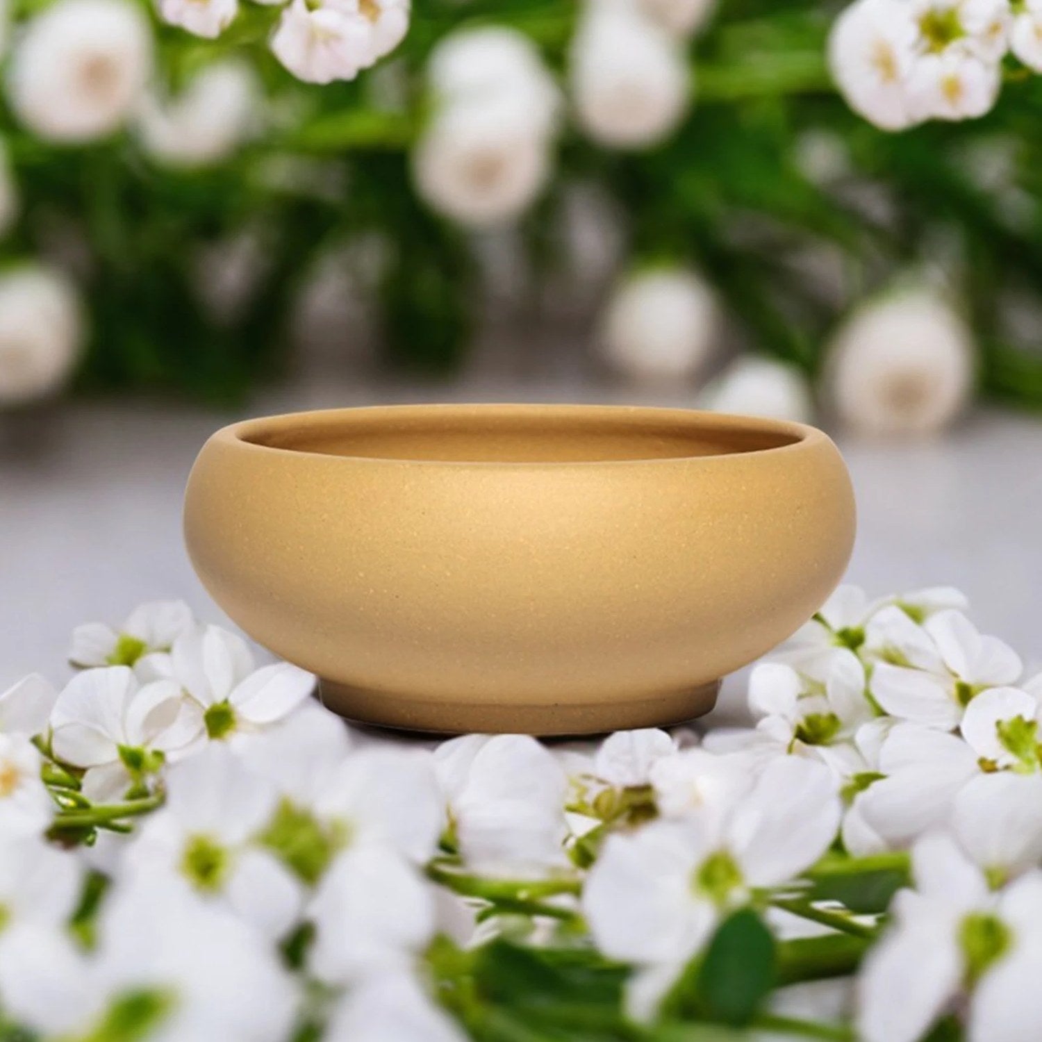 Pot bonsaï coupe beige avec fleurs blanches