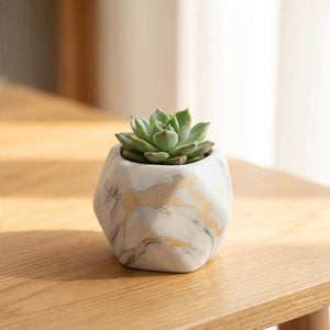 Pot de fleurs géométrique en céramique effet marbre blanc et or avec une succulente