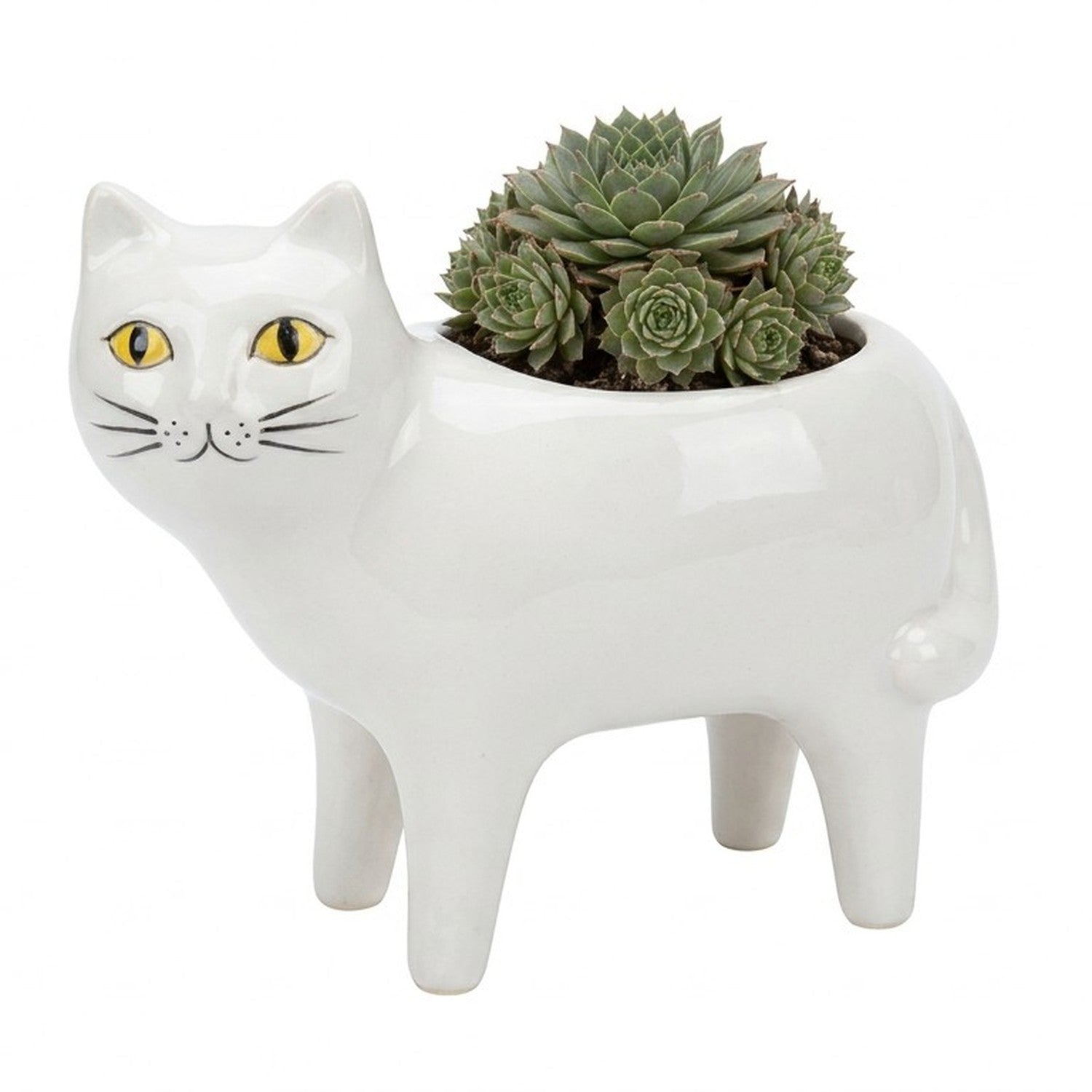 Cache-pot chat blanc en céramique avec succulentes sur fond blanc