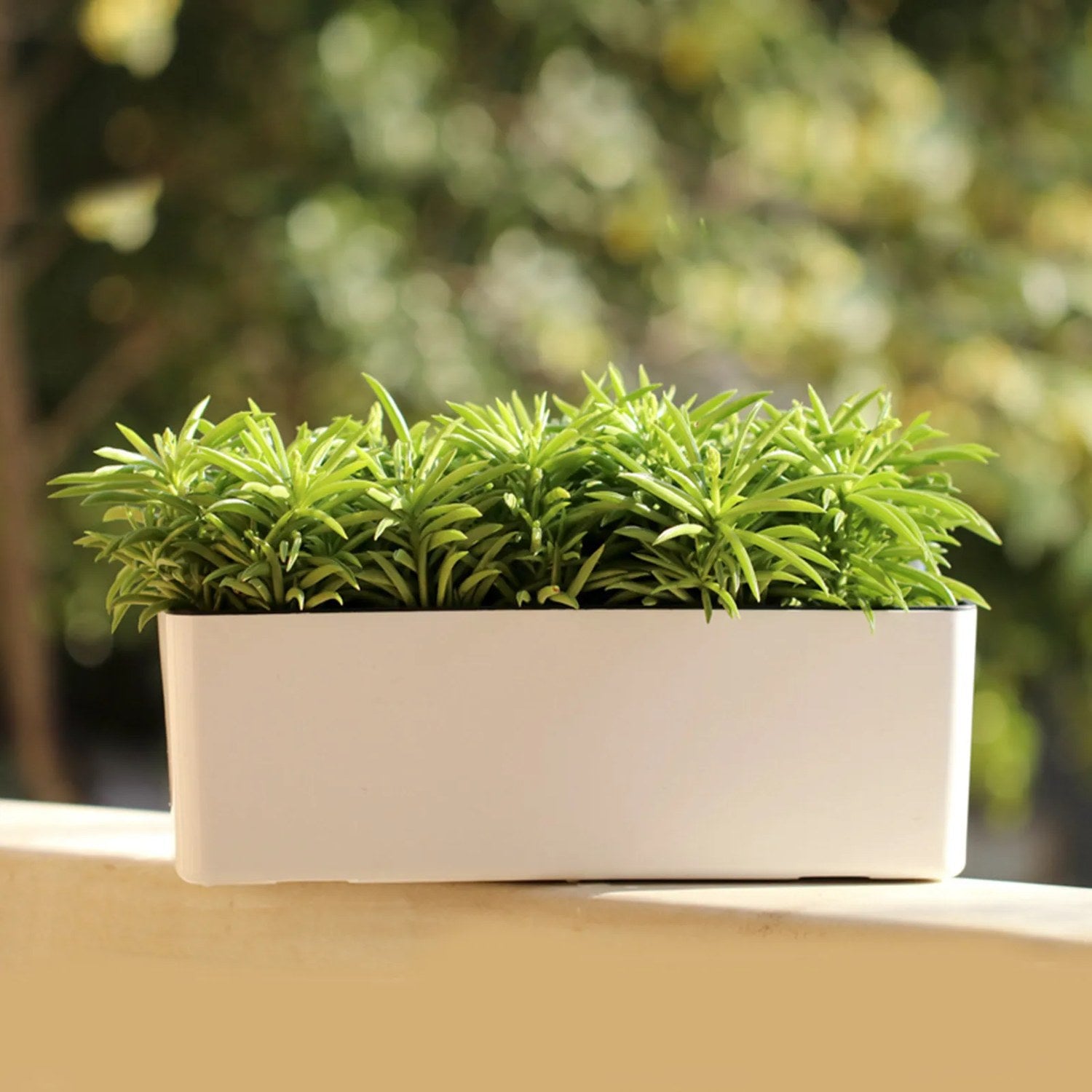 Jardinière auto-arrosante blanche sur balcon avec plantes vertes