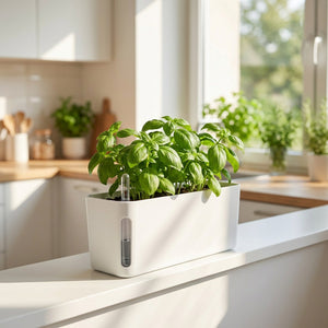 Jardinière auto-arrosante 40cm avec basilic sur rebord cuisine
