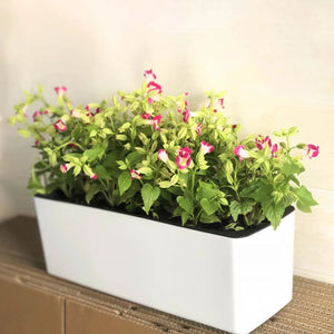 Jardinière blanche avec fleurs roses et vertes