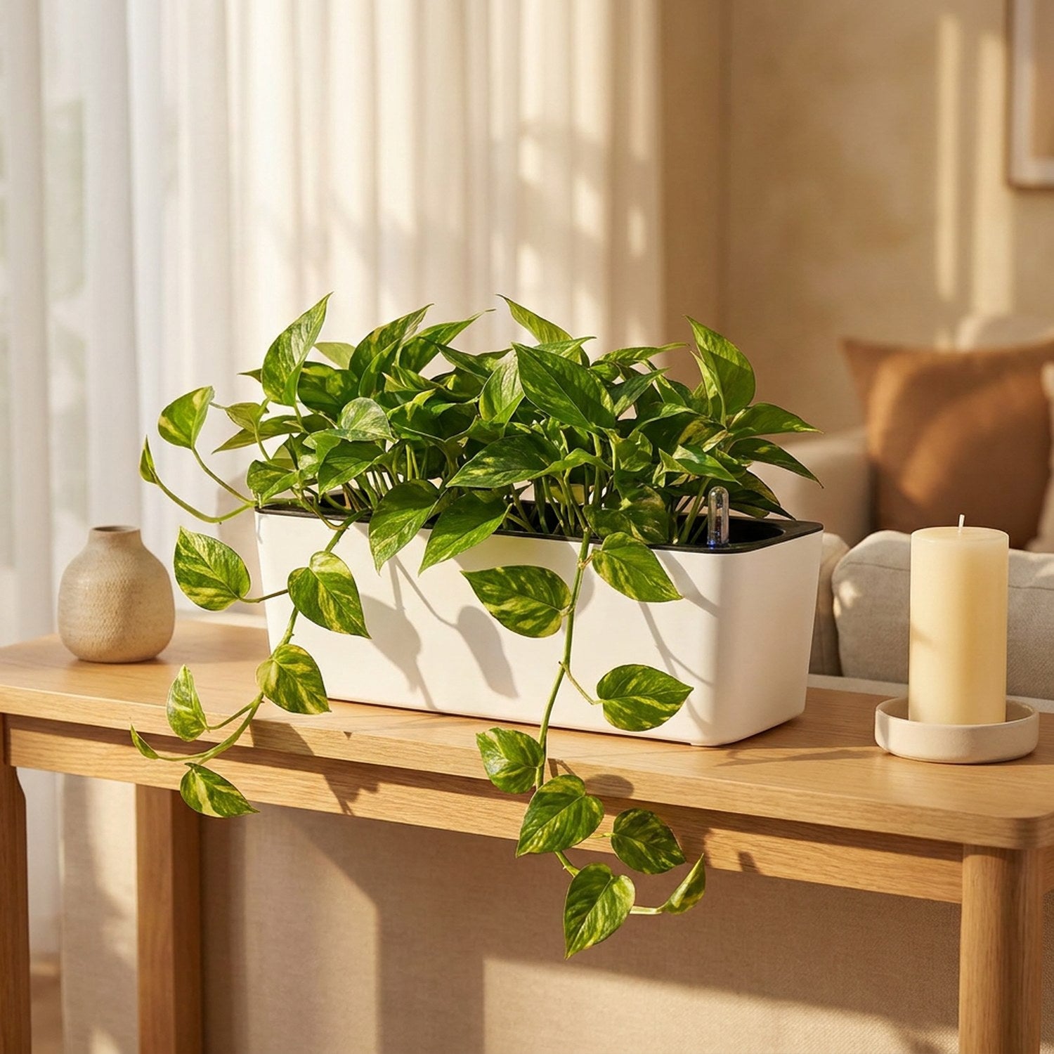 Jardinière rectangulaire avec pothos retombant sur console salon