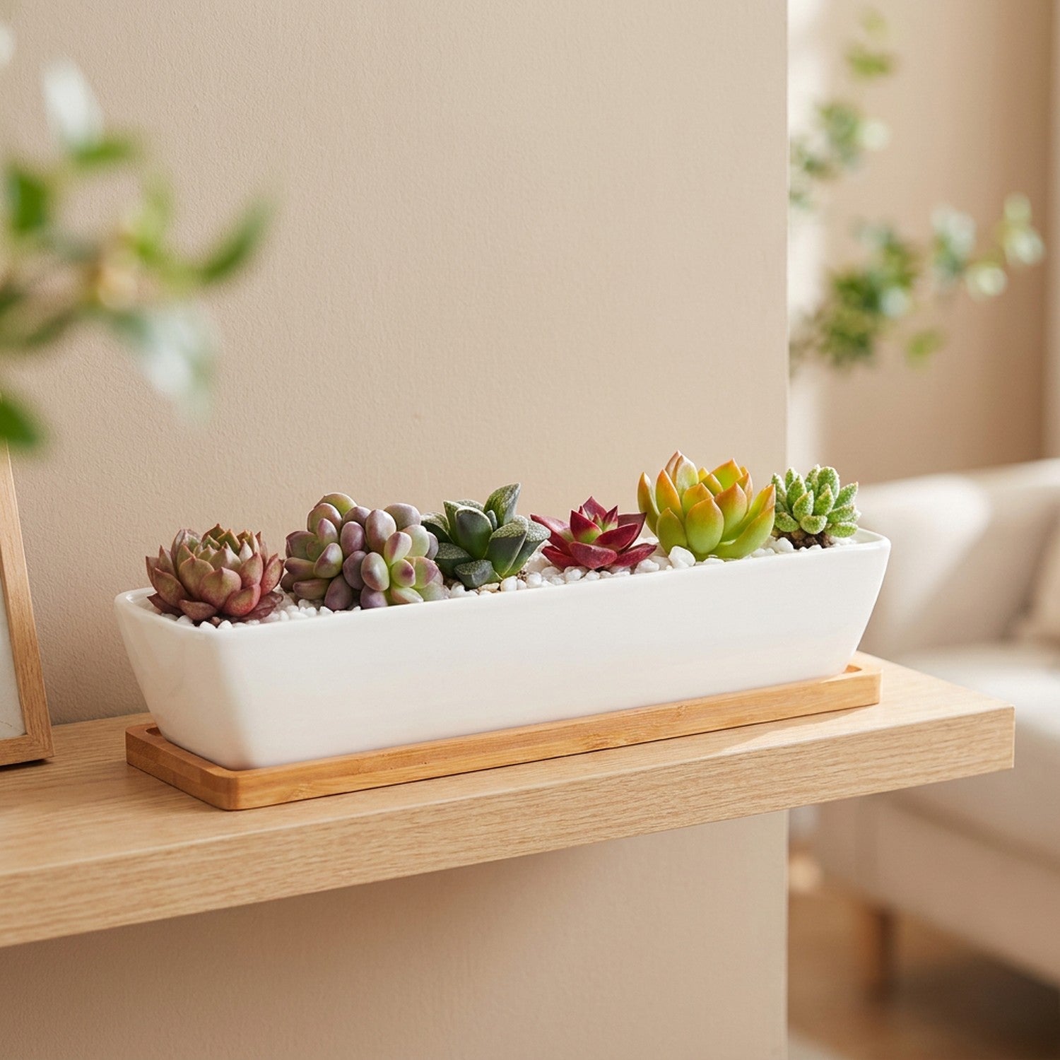 Jardinière rectangulaire blanche alignant des plantes grasses sur une étagère en bois