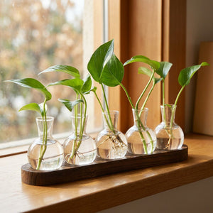 Vases à bouturage en verre sur un rebord de fenêtre avec racines visibles dans l'eau