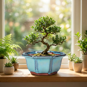 Pot à bonsaï turquoise avec bonsaï sur un rebord de fenêtre lumineux