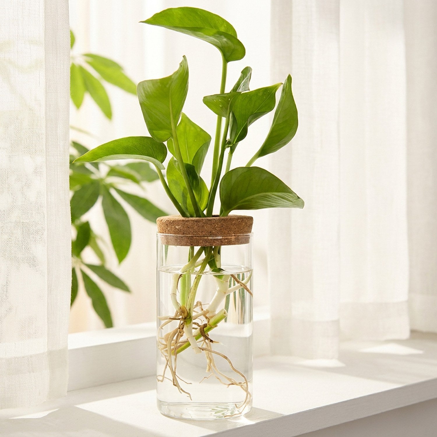 Vase à bouture en verre sur un rebord de fenêtre derrière un voilage en lin