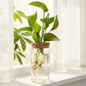 Vase à bouture en verre sur un rebord de fenêtre derrière un voilage en lin