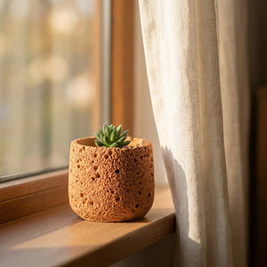 Cache-pot terracotta avec succulente sur un rebord de fenêtre baigné de lumière