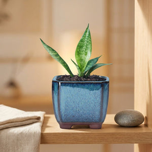 Pot à succulentes bleu avec une plante grasse sur une étagère zen