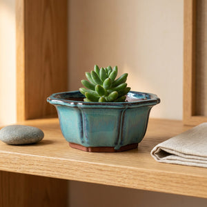 Pot à bonsaï turquoise avec succulente sur une étagère zen en bois