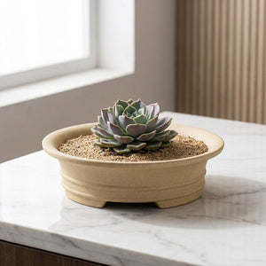 Plante succulente dans un pot en céramique beige sur marbre