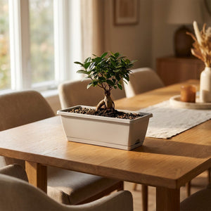 Jardinière rectangulaire avec bonsaï sur table en chêne dans salon