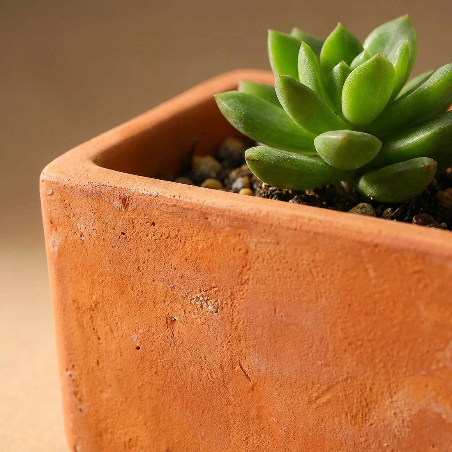 Gros plan sur la texture naturelle d'un pot en terre cuite avec une plante grasse