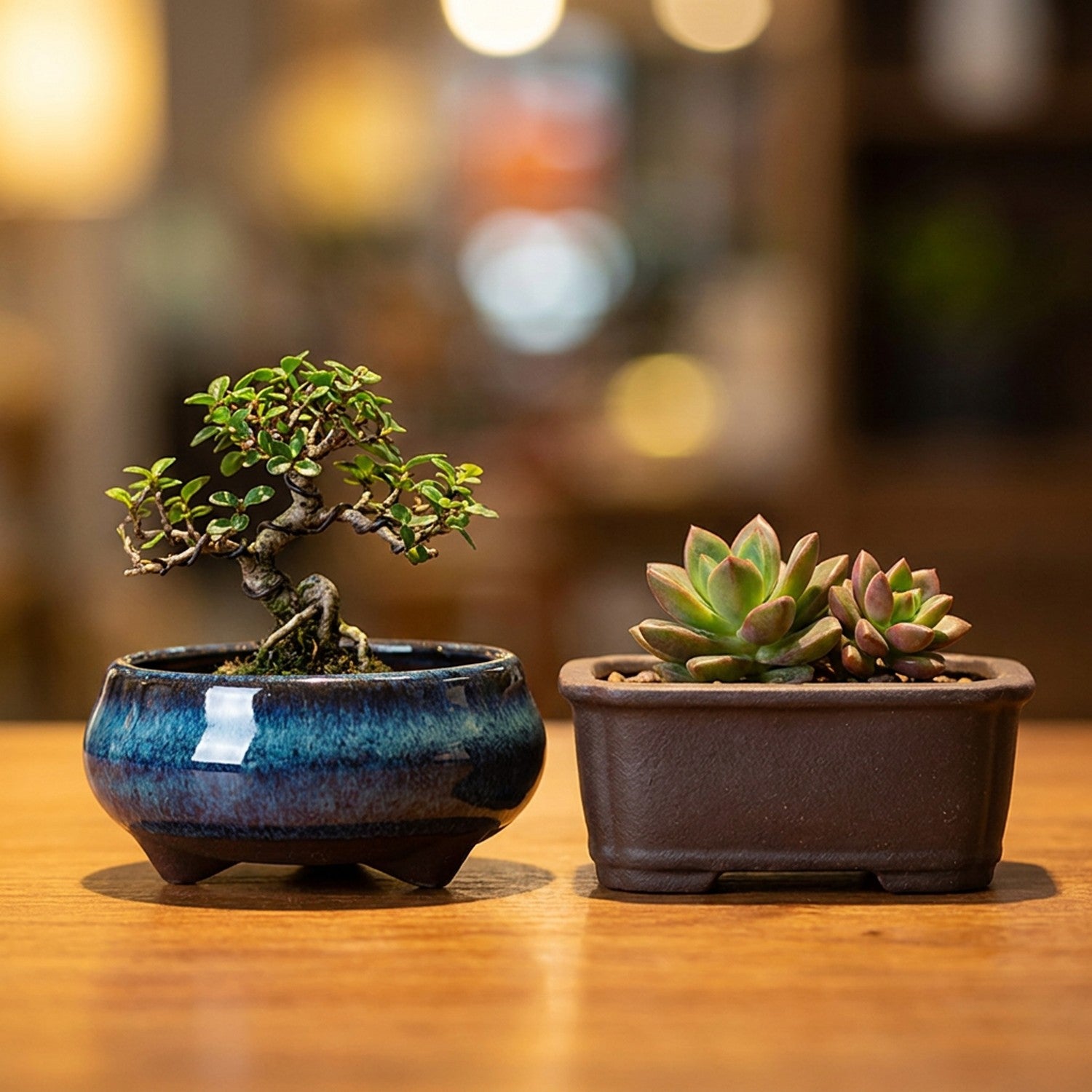 Deux pots bonsaï céramique côte à côte avec plantes décoratives