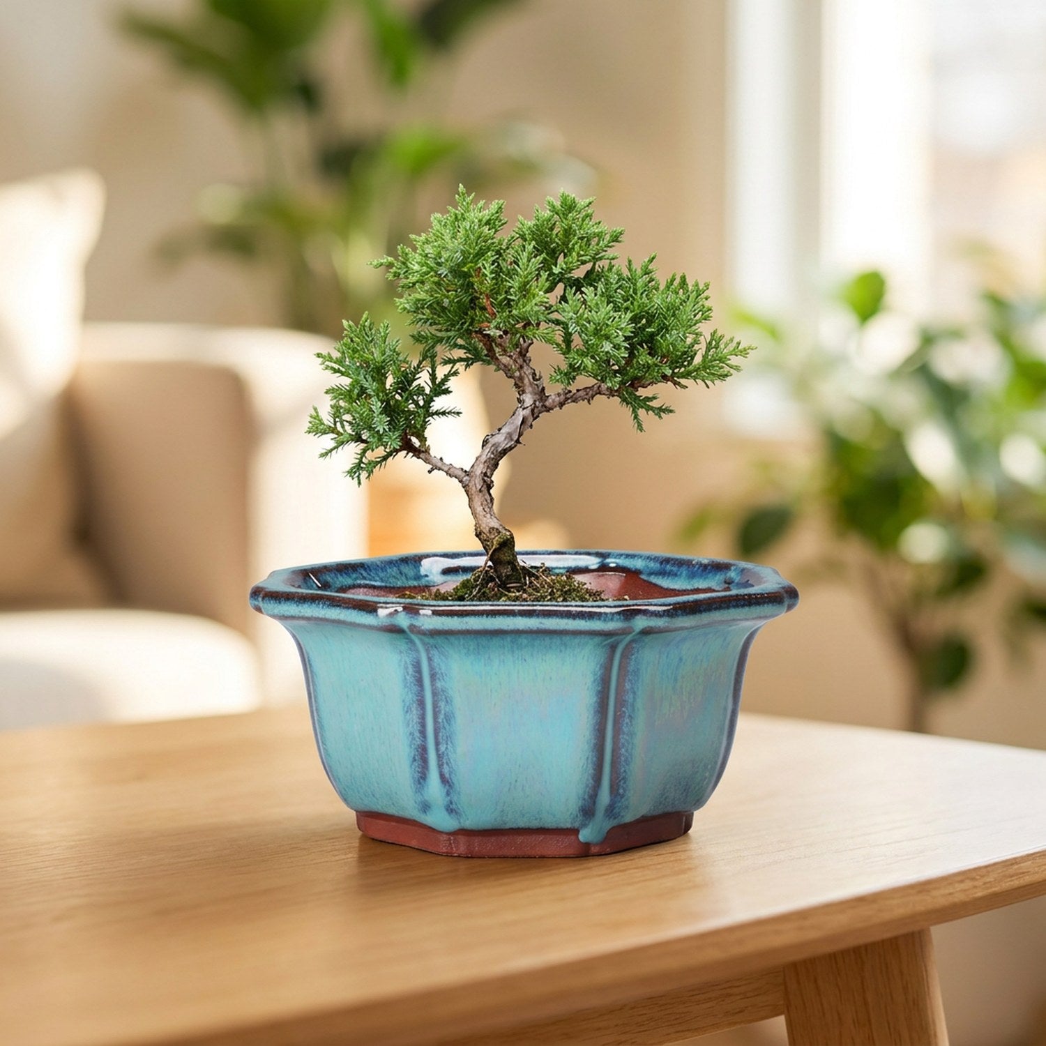 Pot à bonsaï en céramique émaillée turquoise avec un petit bonsaï posé sur une table en bois