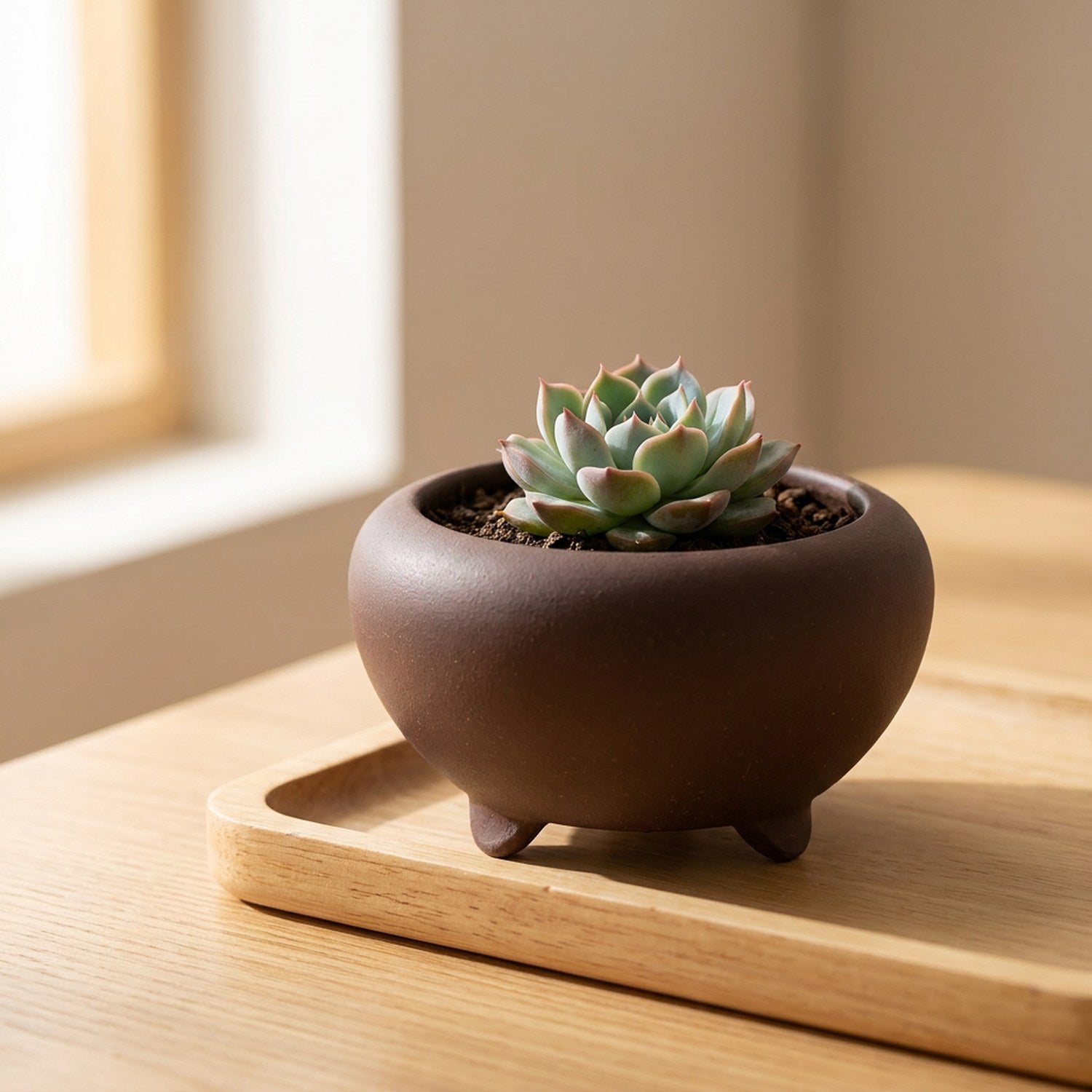 Mini pot bonsaï tripode en grès rouge avec succulent sur rebord de fenêtre
