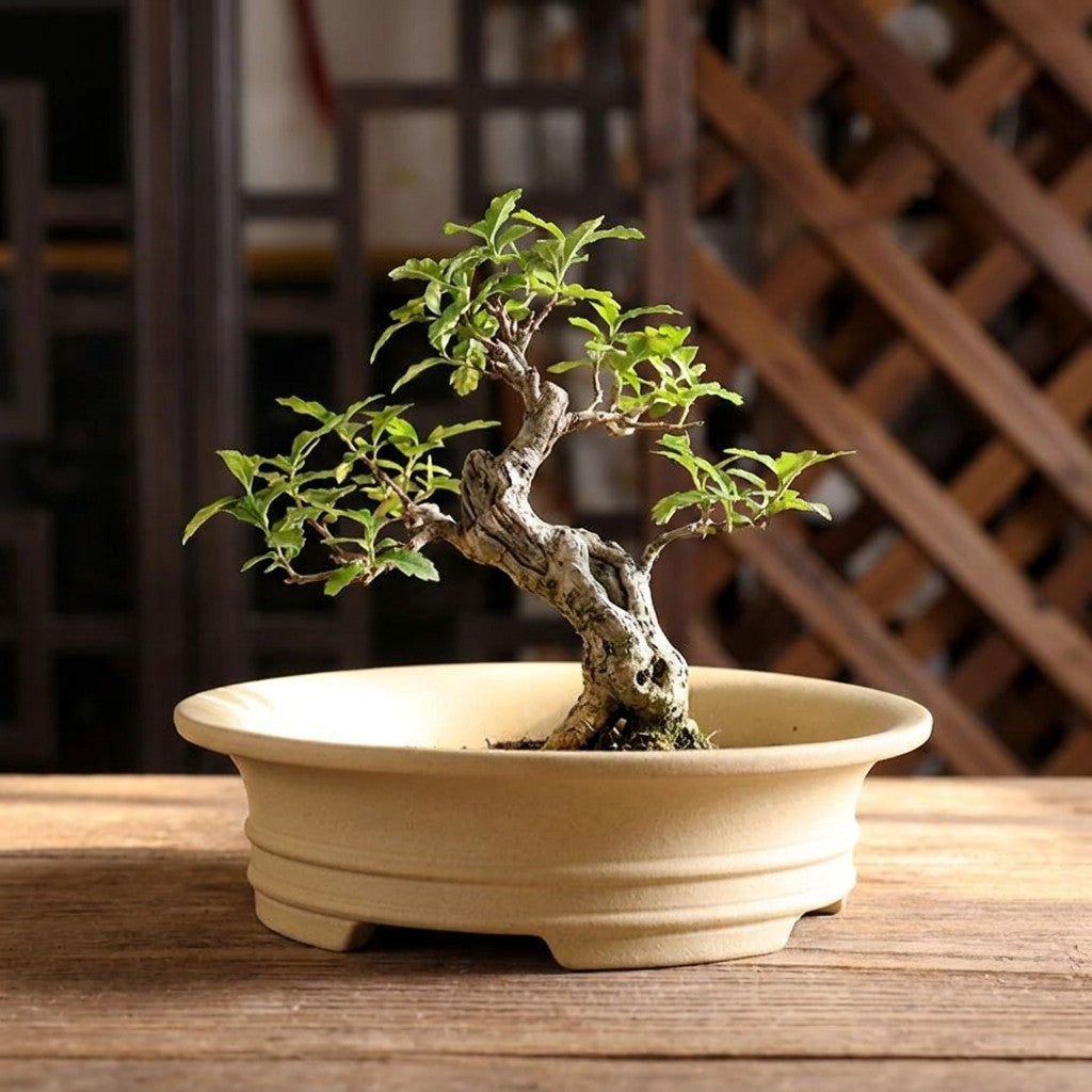 Pot à bonsaï en céramique beige, style classique chinois