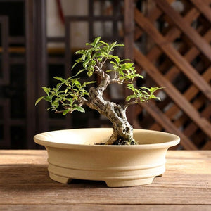 Pot à bonsaï en céramique beige, style classique chinois
