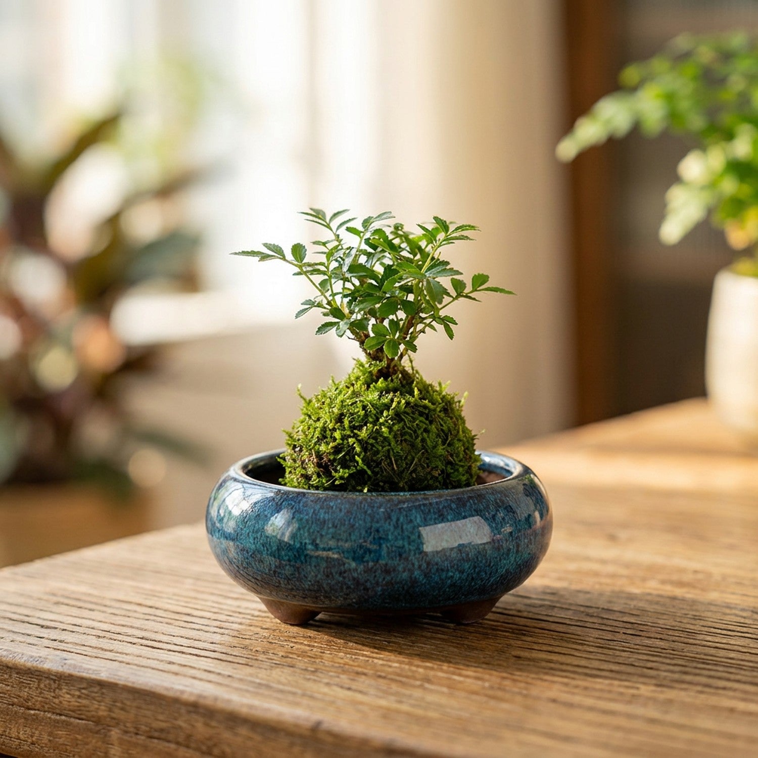 Pot bonsaï rond céramique émaillée bleue avec plante verte