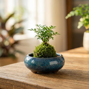 Pot bonsaï rond céramique émaillée bleue avec plante verte