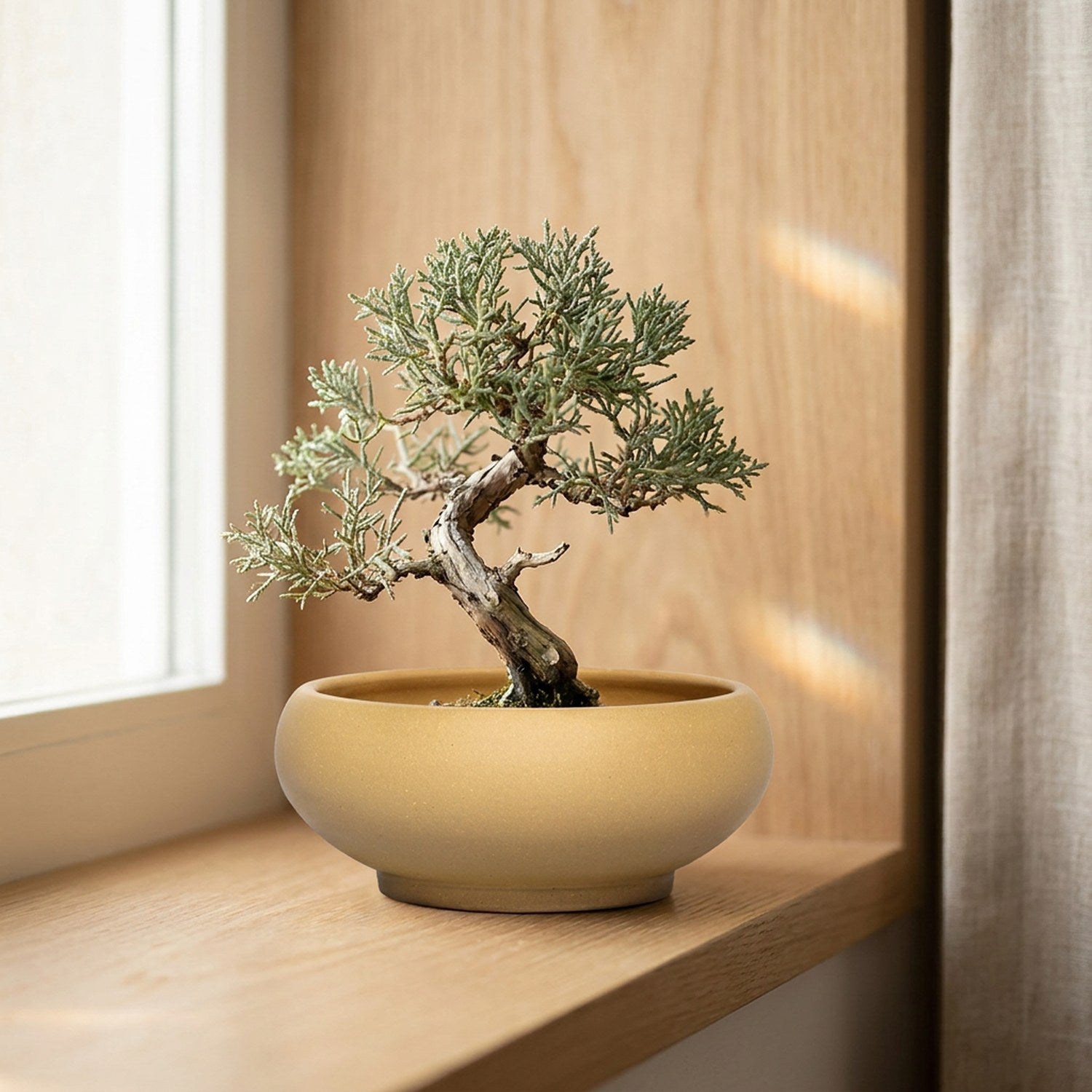 Pot bonsaï en grès rouge artisanal style chinois avec bonsaï et succulente