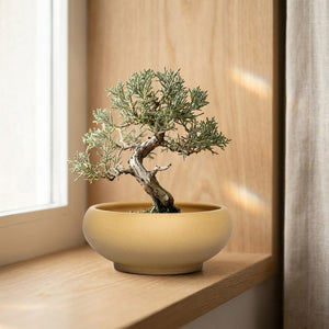 Pot bonsaï en grès rouge artisanal style chinois avec bonsaï et succulente