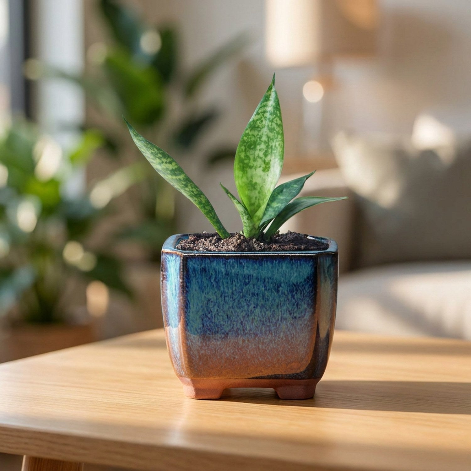 Pot à succulentes carré en céramique émaillée bleue avec une plante grasse sur une table en bois