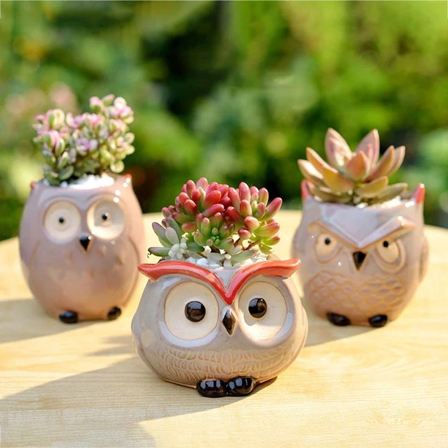 Trois mini pots hibou en céramique différents avec succulentes sur bois