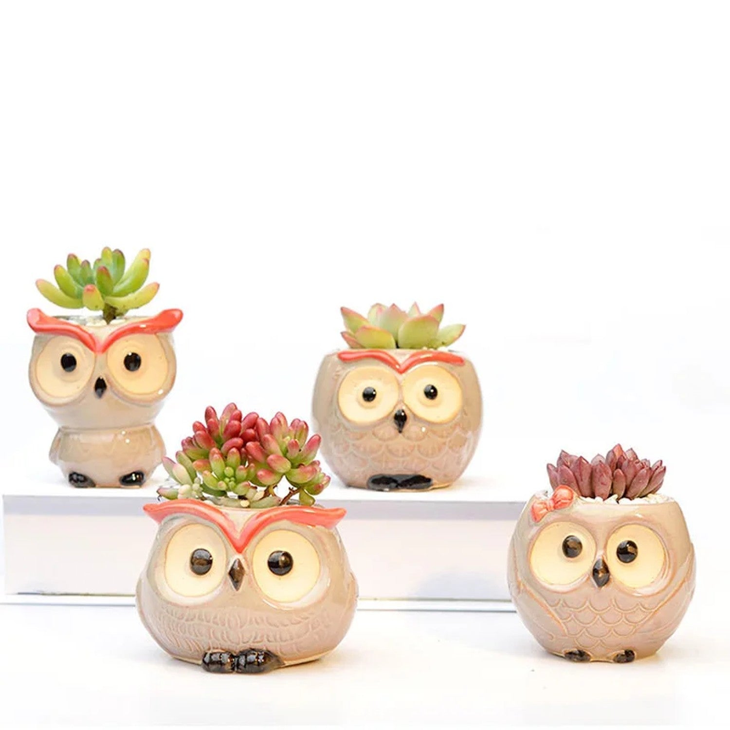 Quatre mini pots hibou en céramique avec diverses succulentes sur fond blanc