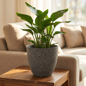 Pot de fleurs effet pierre givrée gris moucheté avec une plante verte dans un salon
