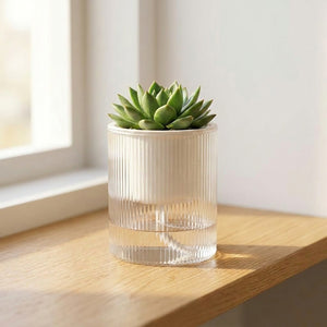 Pot auto-arrosant transparent rainuré avec succulente près d'une fenêtre ensoleillée intérieur épuré