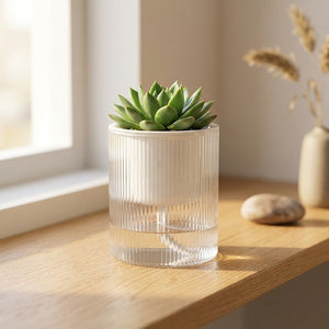 Pot auto-arrosant transparent rainuré avec plante verte posé sur une étagère en bois dans un intérieur chaleureux
