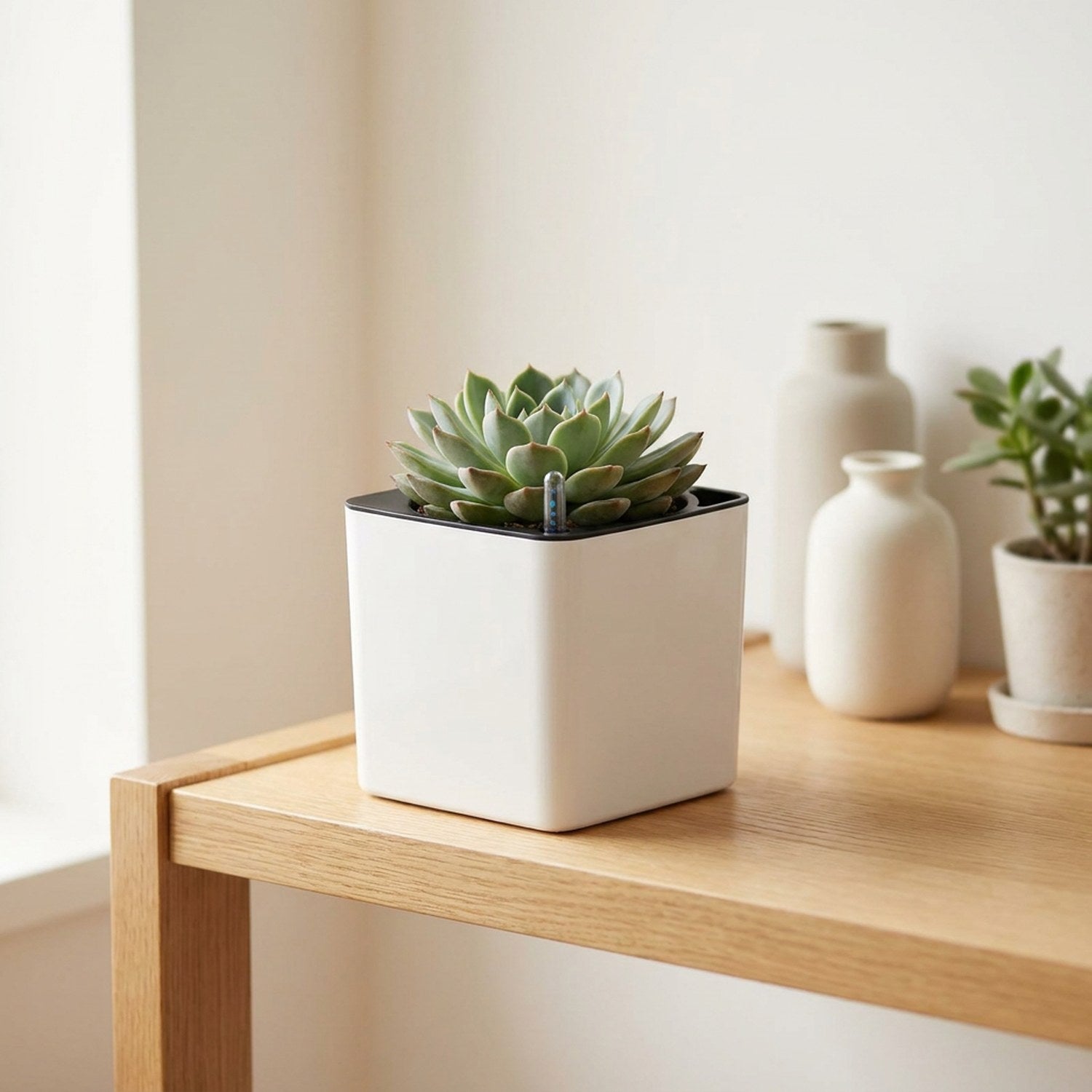 Pot auto-arrosant carré blanc avec succulente sur étagère bois