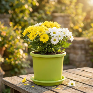 Pot de fleurs résine avec marguerites jaunes et blanches jardin