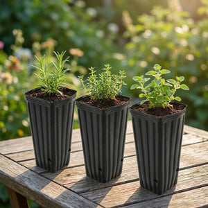 Rangée de pots de pépinière avec de jeunes plants aromatiques sur une table de jardin