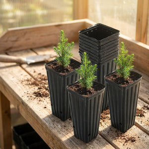Pots de pépinière profonds noirs plantés de jeunes plants sur une table de rempotage lumineuse