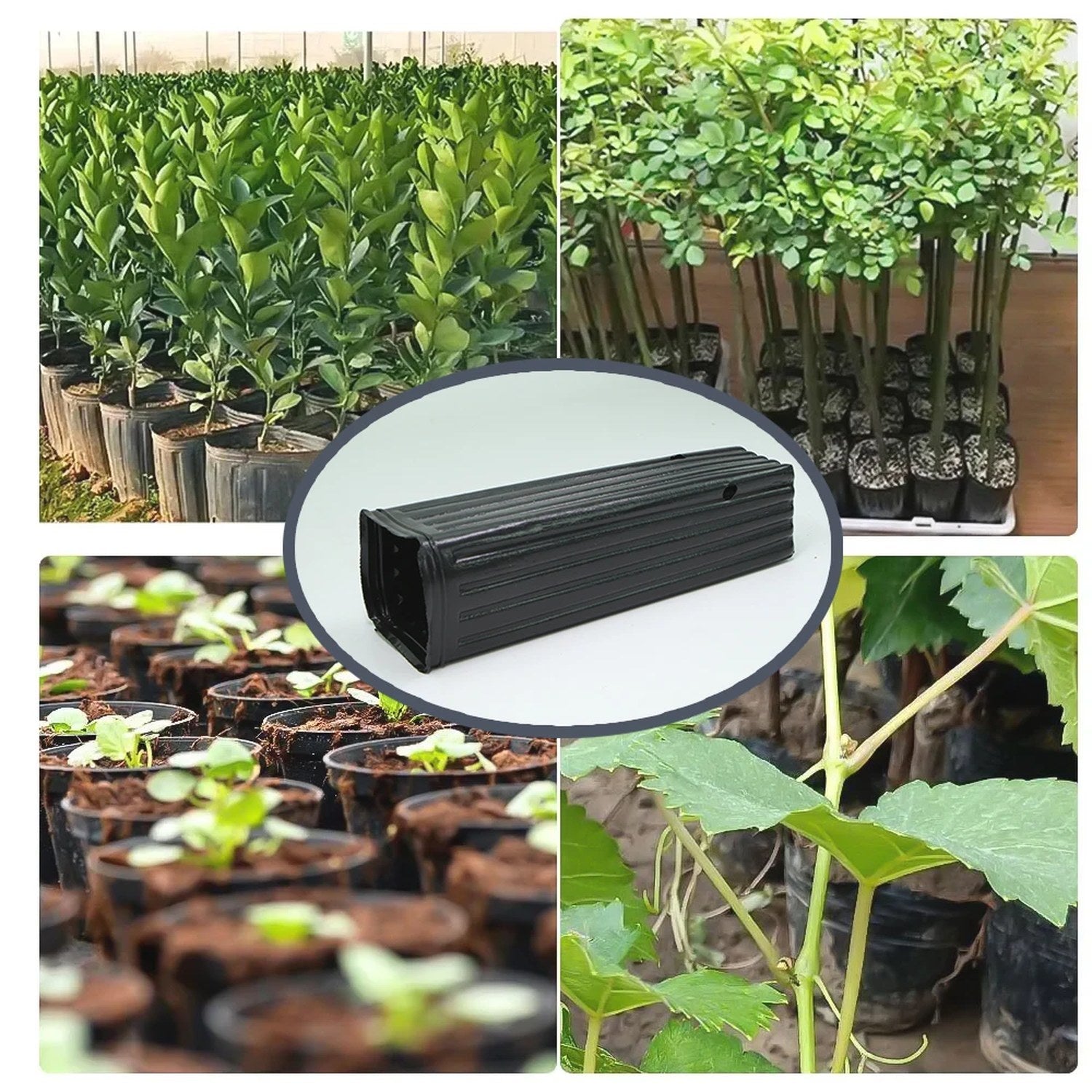 Pots de pépinière noirs utilisés en culture de plants de légumes et arbustes