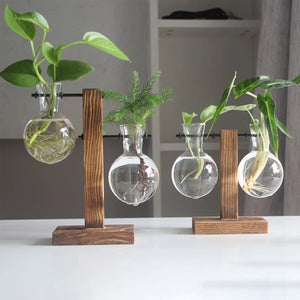 Plusieurs vases à bouture en verre avec boutures et racines visibles dans l'eau