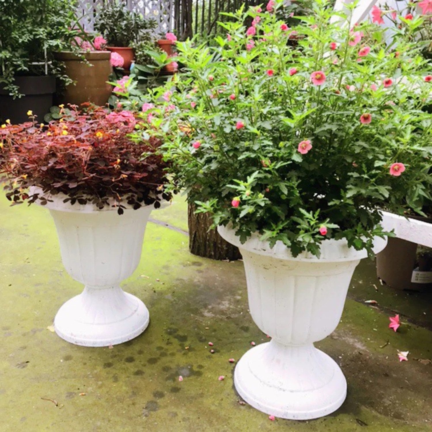 Deux pots colonne romaine blancs fleuris dans un jardin extérieur