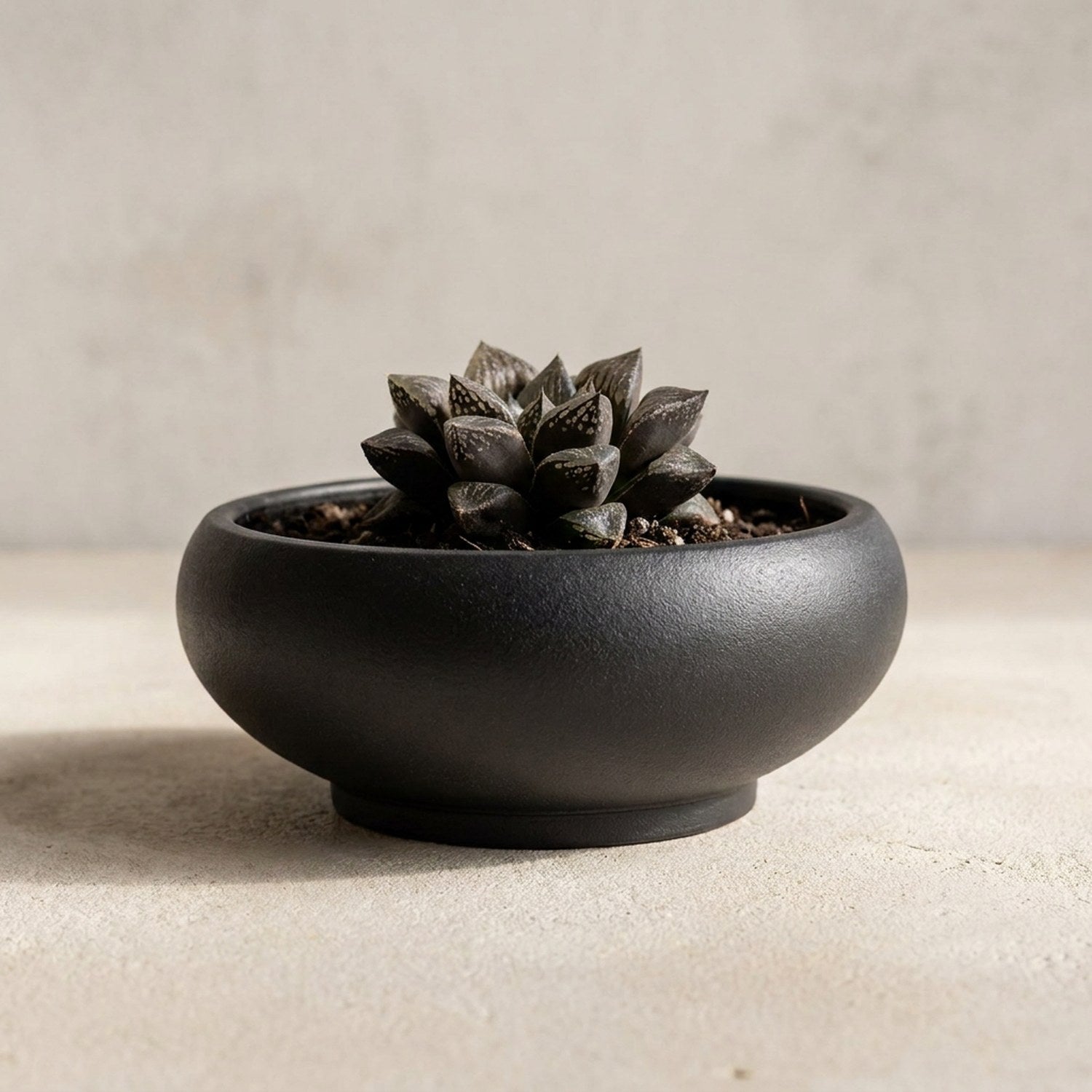Pot bonsaï coupe noire en grès rouge avec succulent