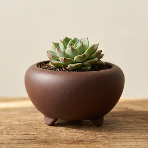 Mini pot bonsaï tripode marron en grès rouge avec echeveria