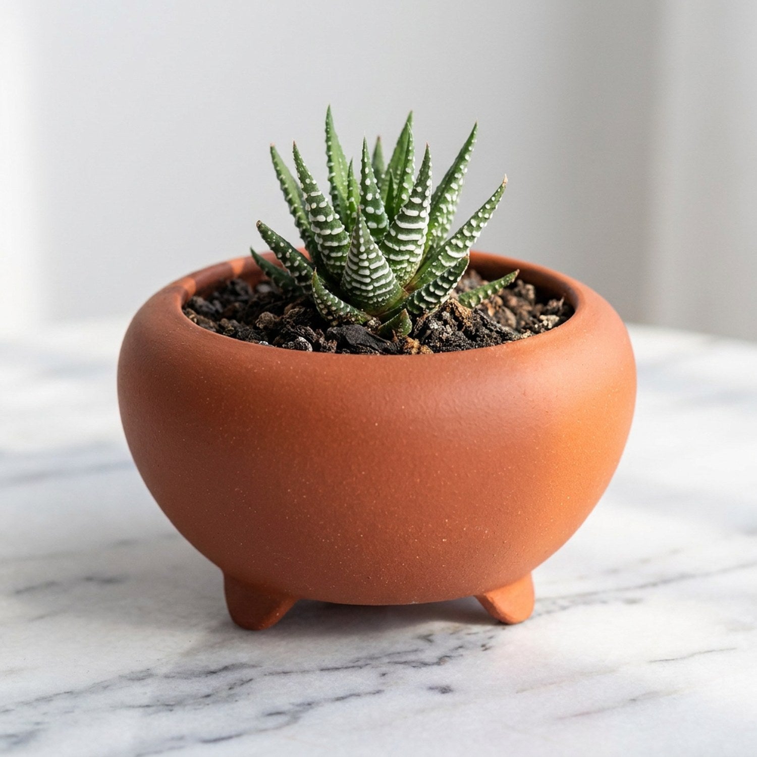 Mini pot bonsaï tripode terracotta en grès rouge avec haworthia