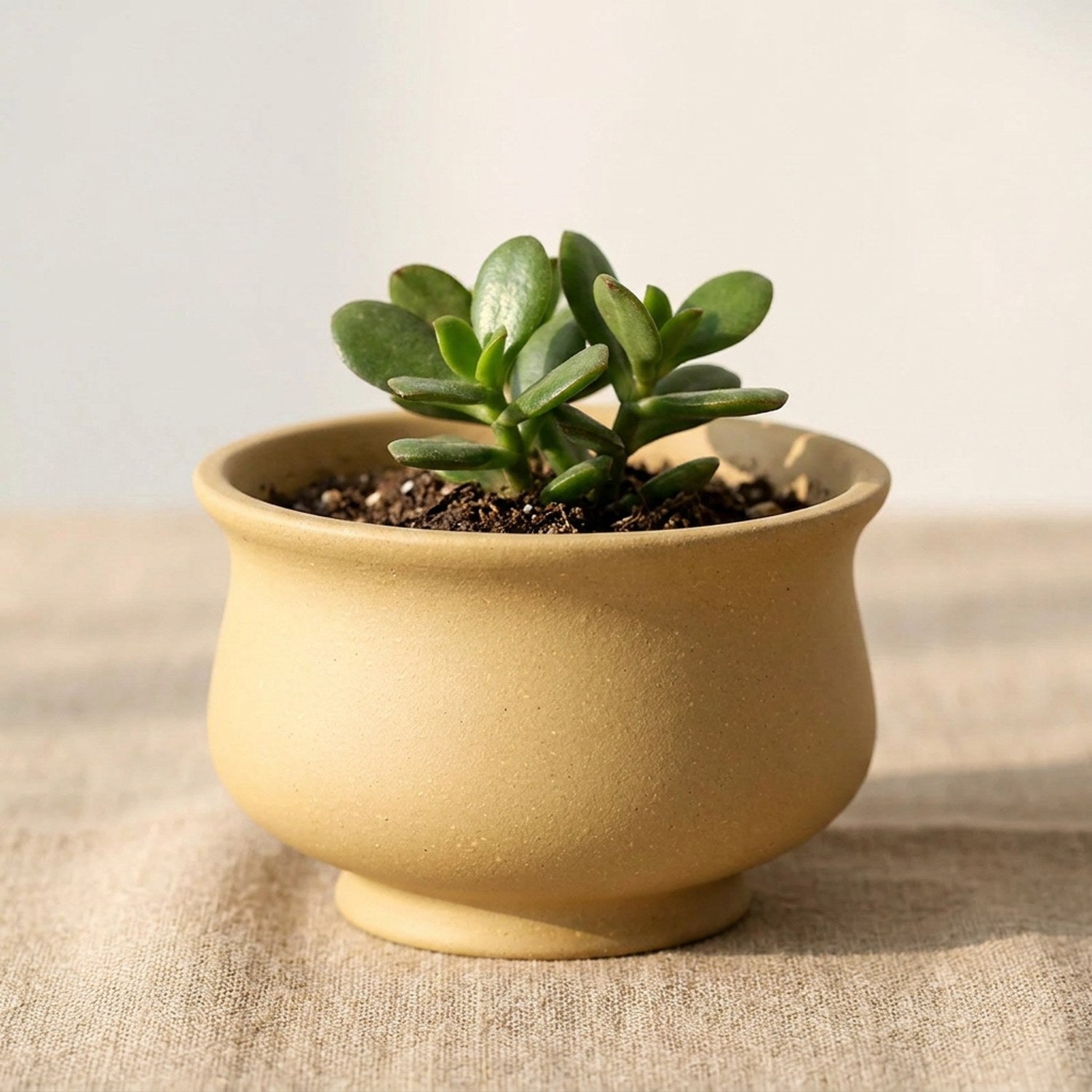 Pot bonsaï urne beige en grès rouge avec jade