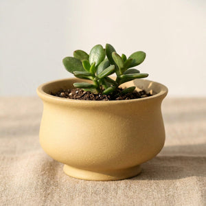 Pot bonsaï urne beige en grès rouge avec jade