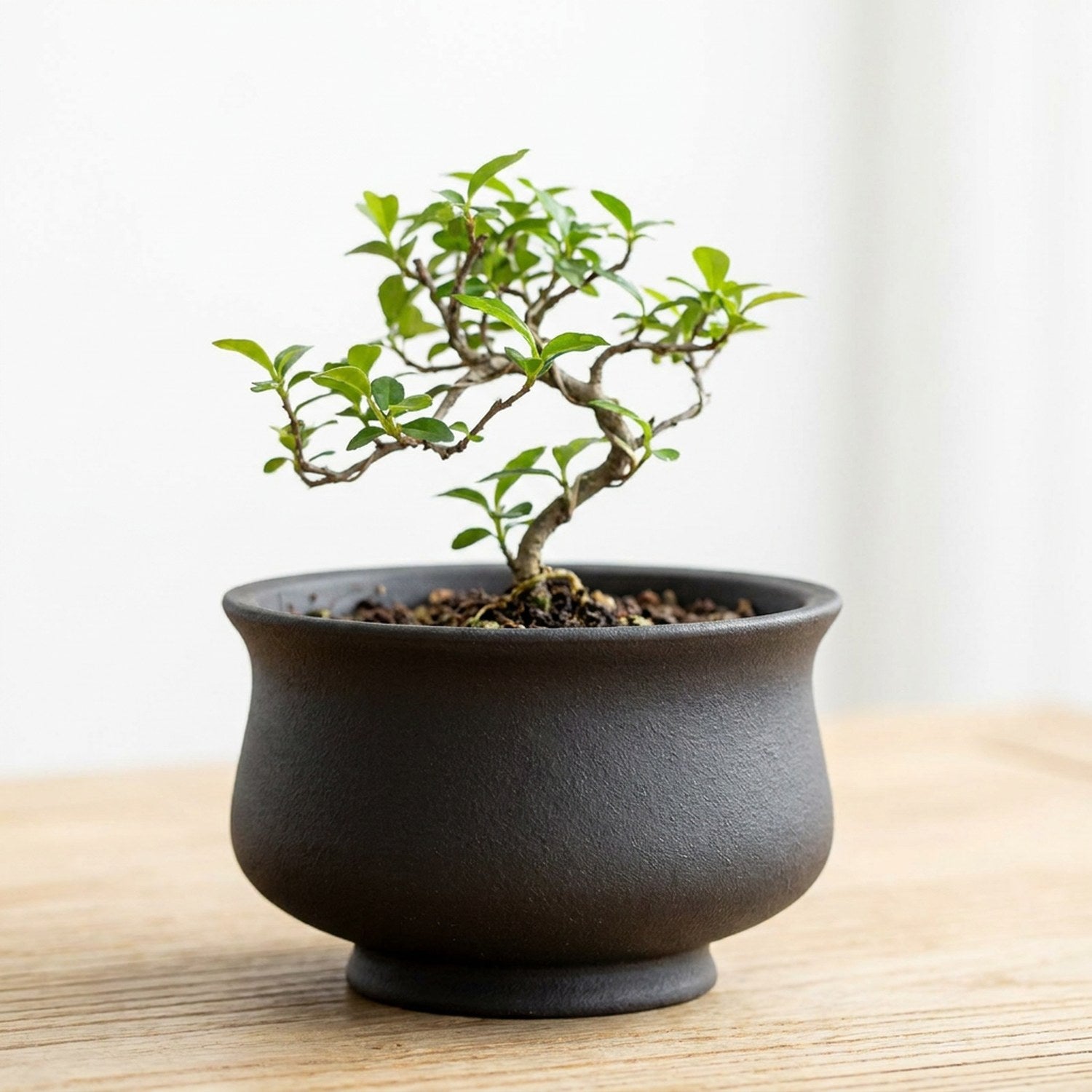 Pot bonsaï urne noire en grès rouge avec bonsaï