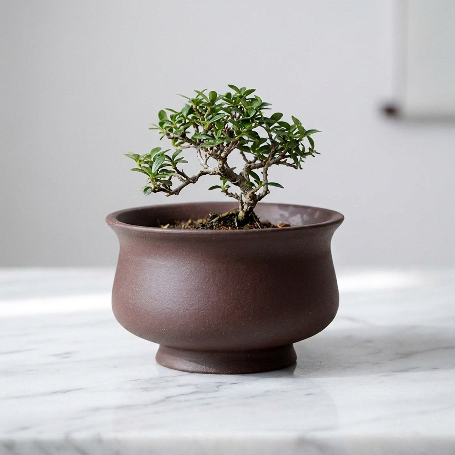 Pot bonsaï urne prune en grès rouge avec bonsaï