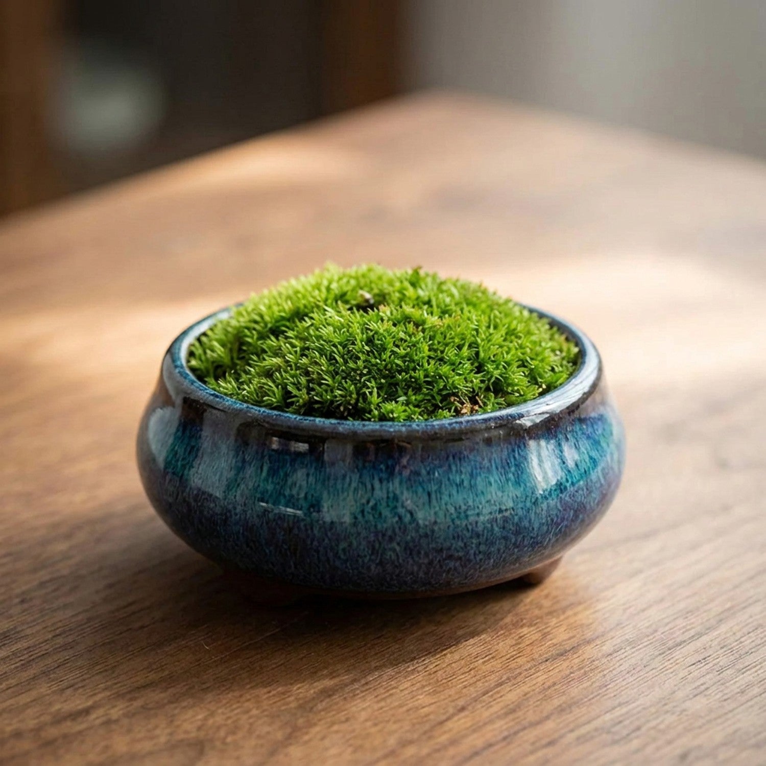 Coupe ronde céramique bleue émaillée avec mousse bonsaï