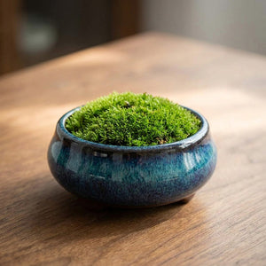 Coupe ronde céramique bleue émaillée avec mousse bonsaï